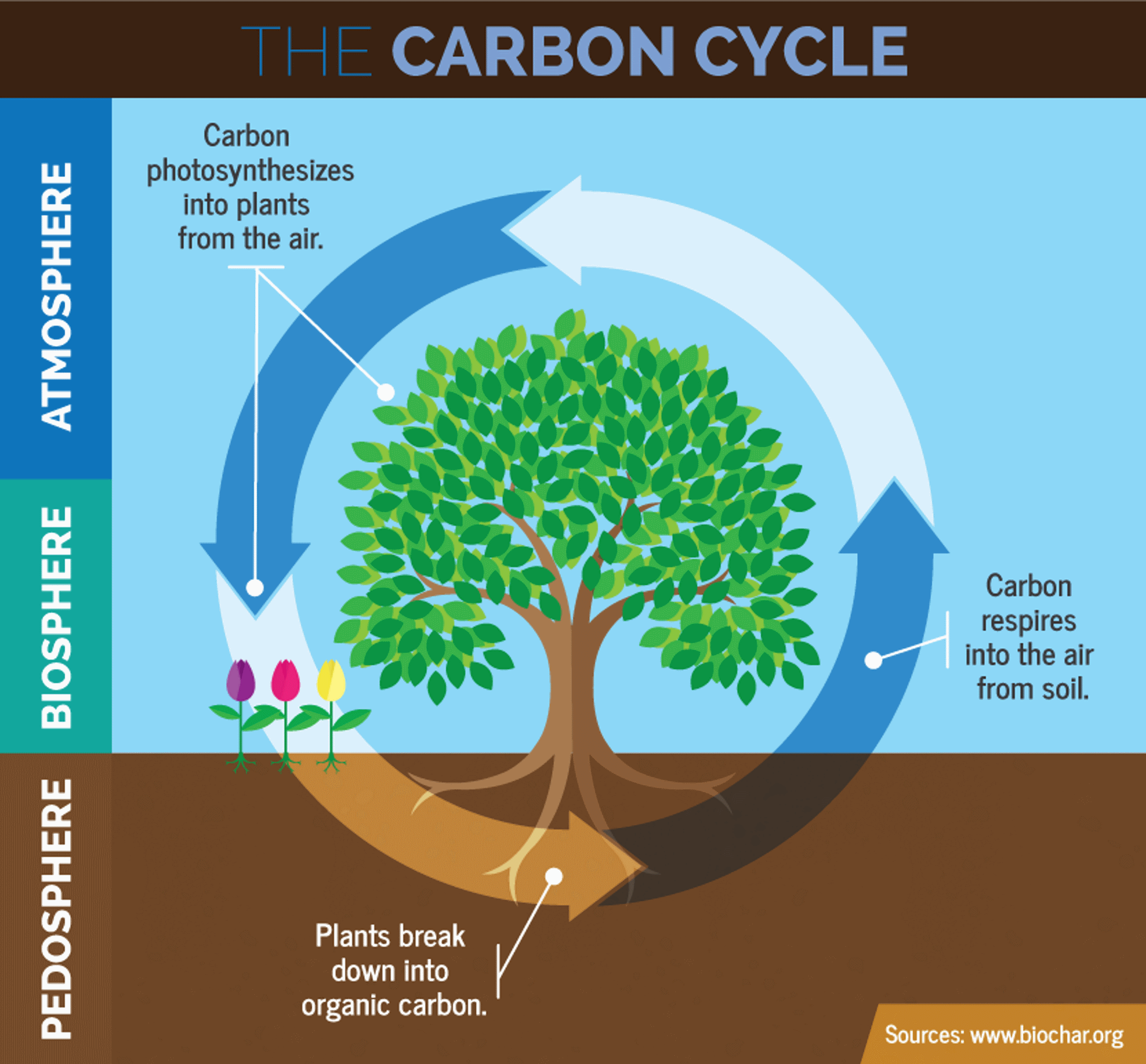 The carbon cycle