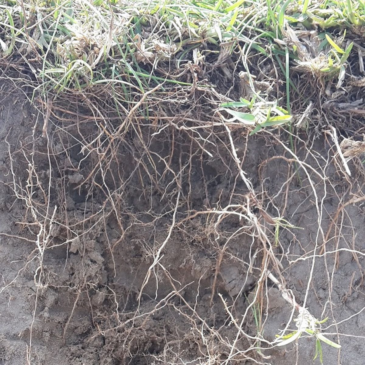 Plant roots