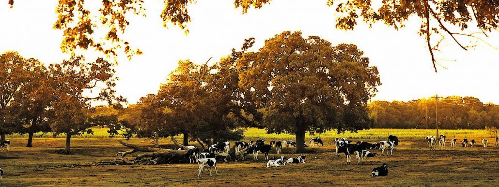 Cattle grazing