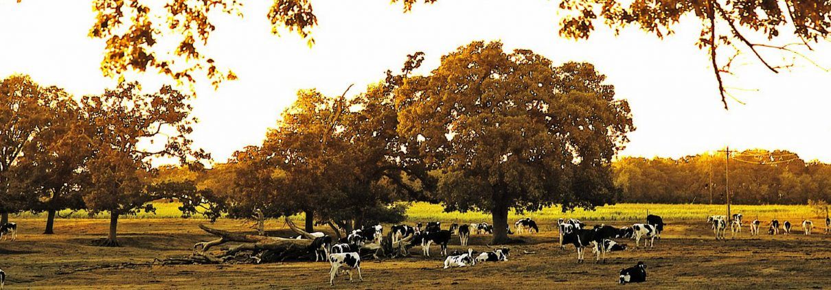 Cattle grazing