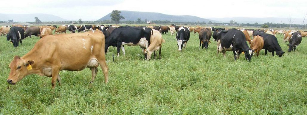 Cows grazing diverse pastures