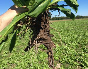 Large roots