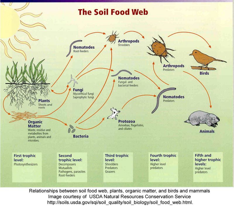 Soil food web