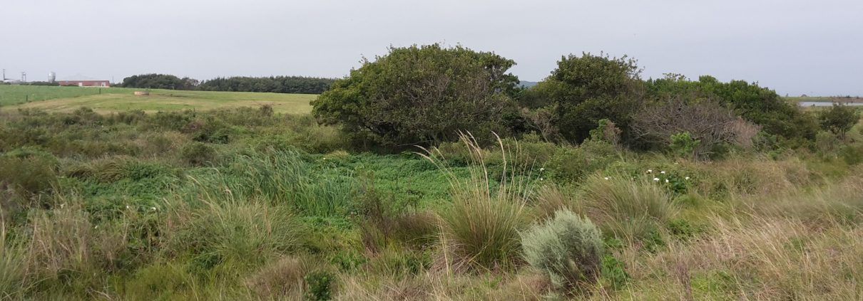 Wetland