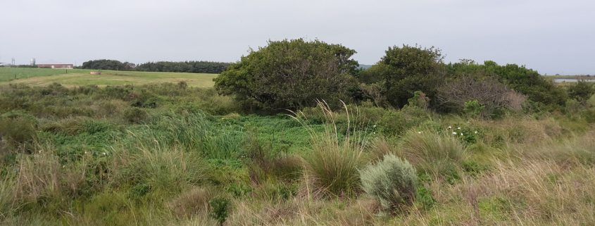 Wetland