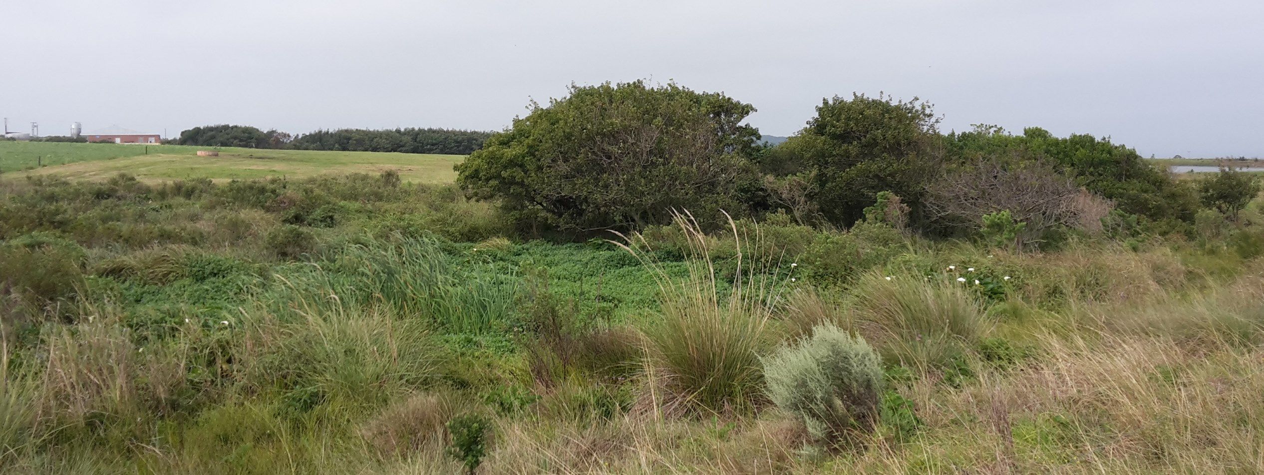 Wetland