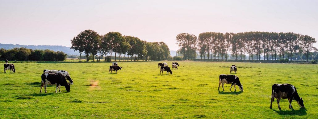 Cows grazing pasture