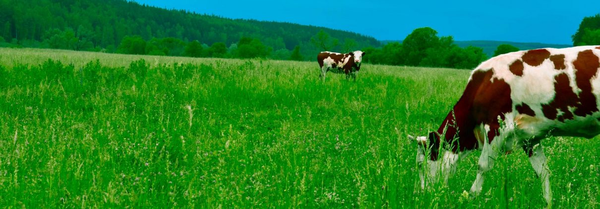 Cattle grazing