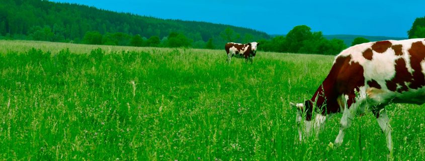 Cattle grazing