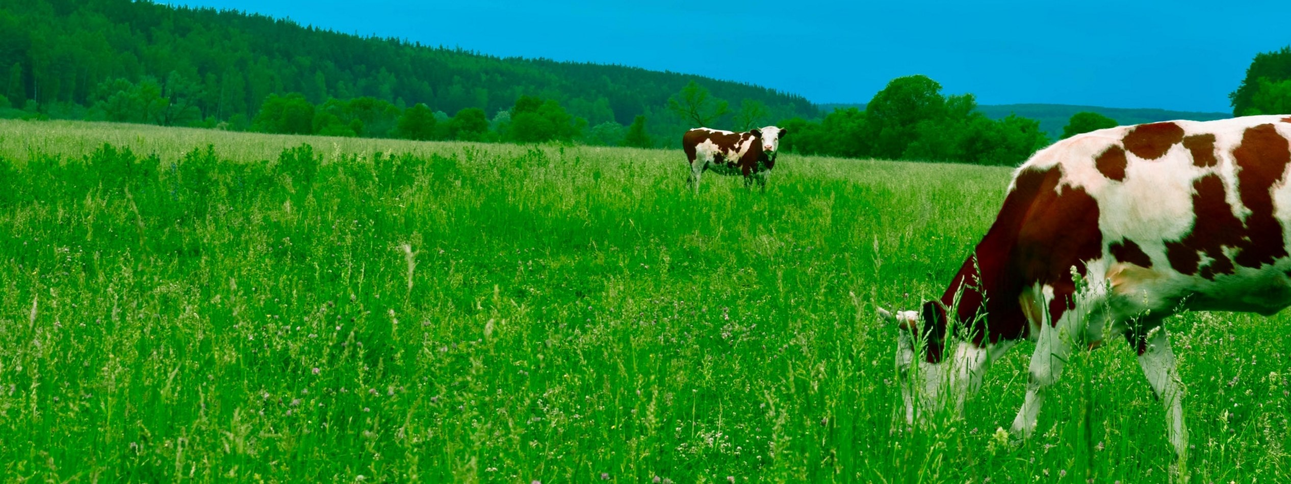 Cattle grazing