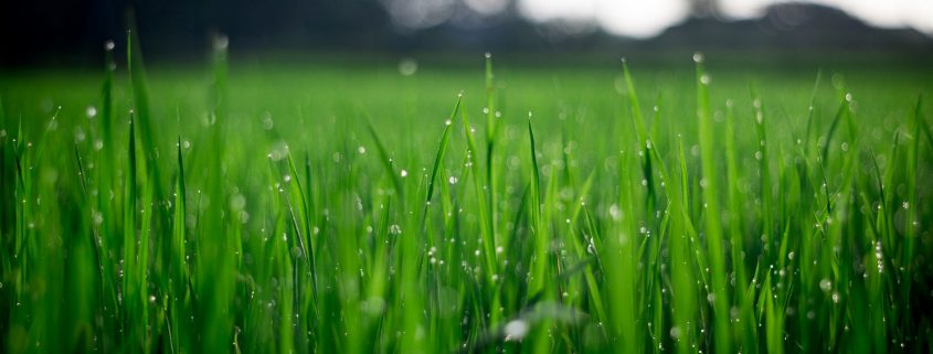 Effective nutrient cycling - grass