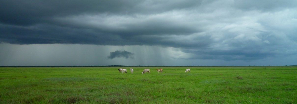 Grazing management