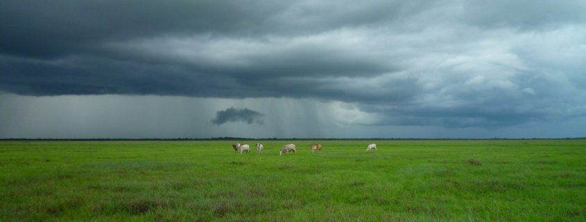 Grazing management