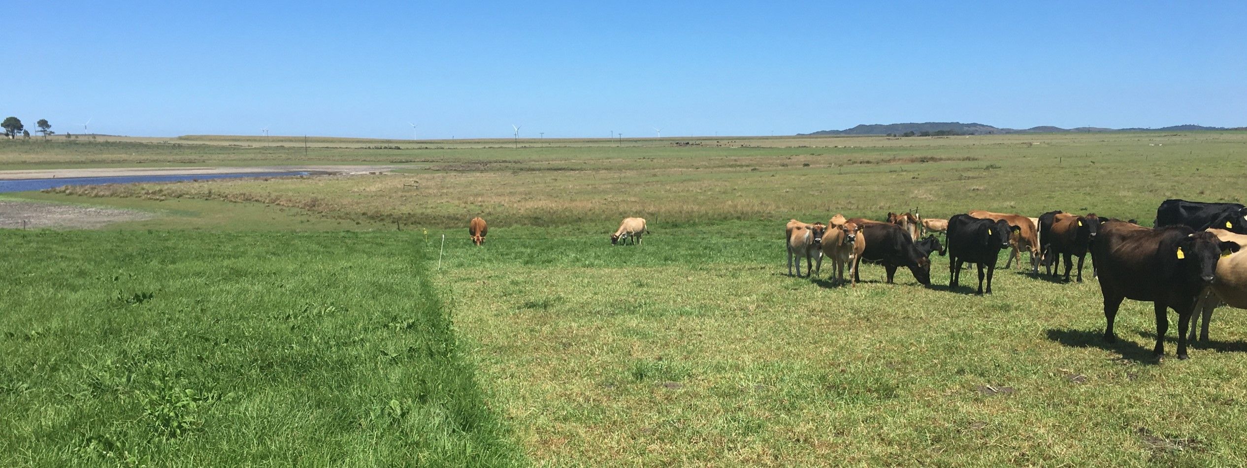 Grazing management - allocation