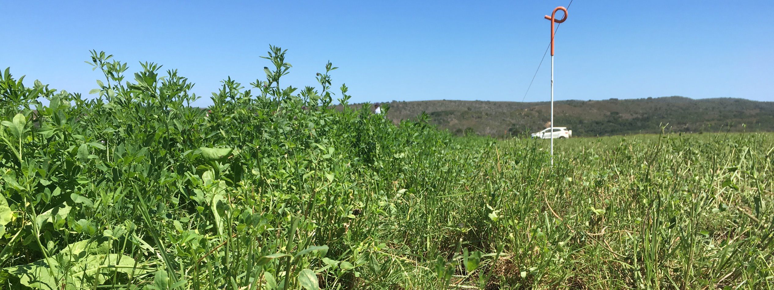 Grazing management - pastures