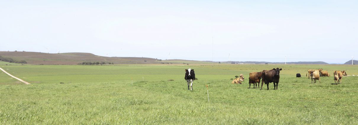 Cows in pasture