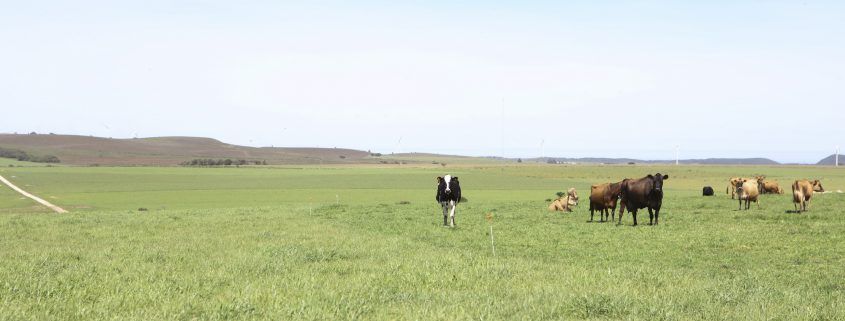 Cows in pasture