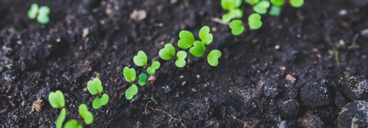 Biodiversity soil