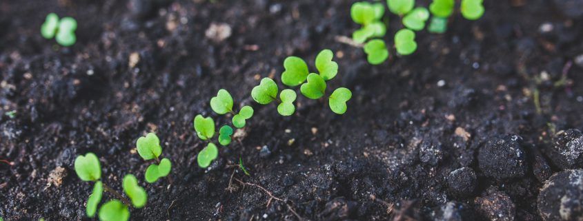 Biodiversity soil