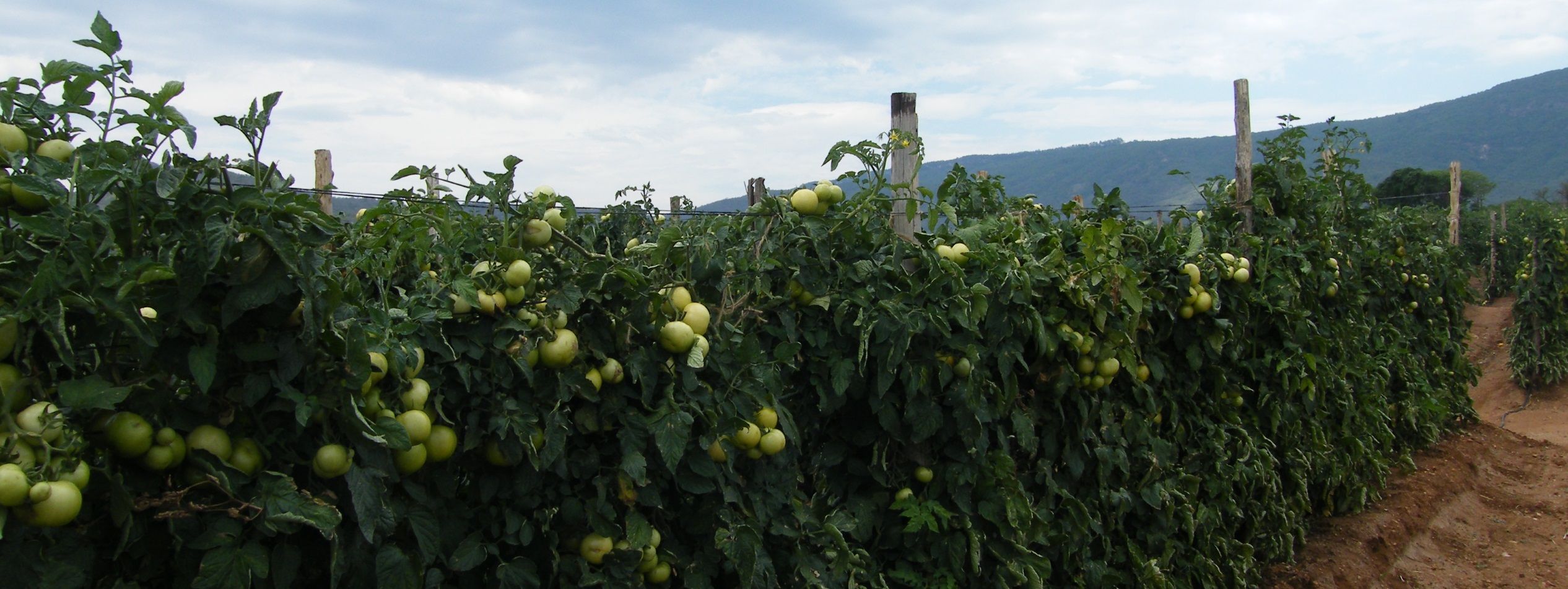 Food conscious - tomato farming