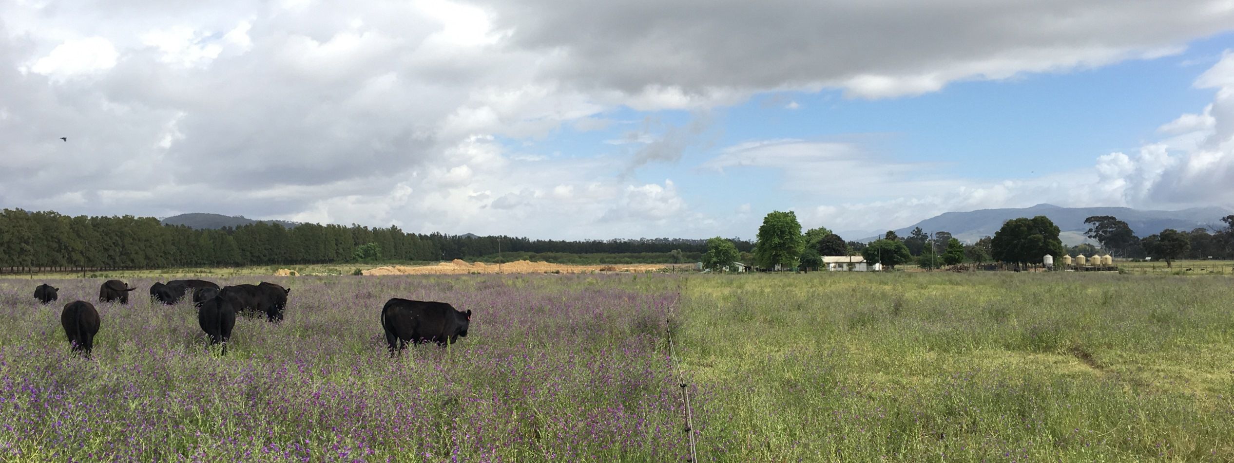 Cattle grazing