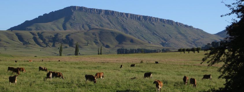 Cows grazing - Hogsback