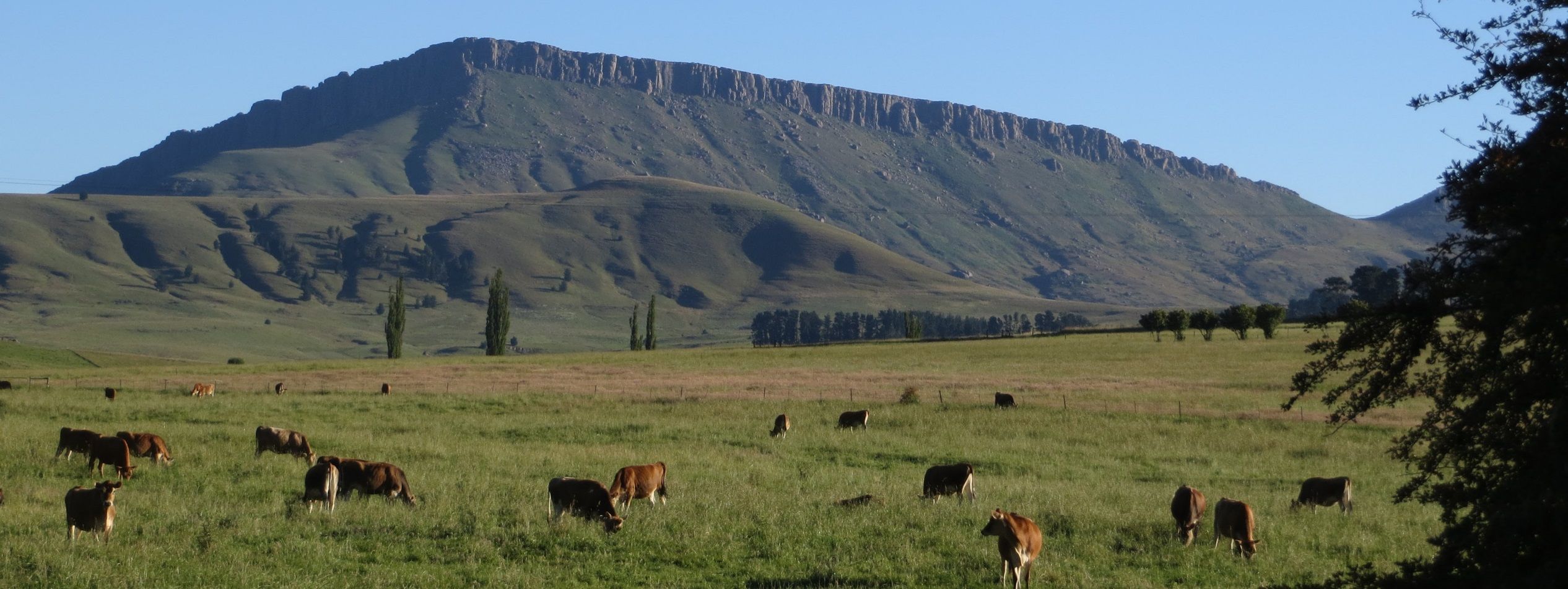 Cows grazing - Hogsback