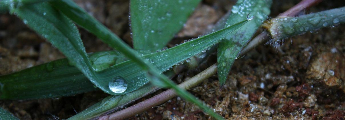 Water on leaves