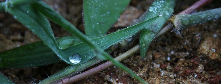 Water on leaves