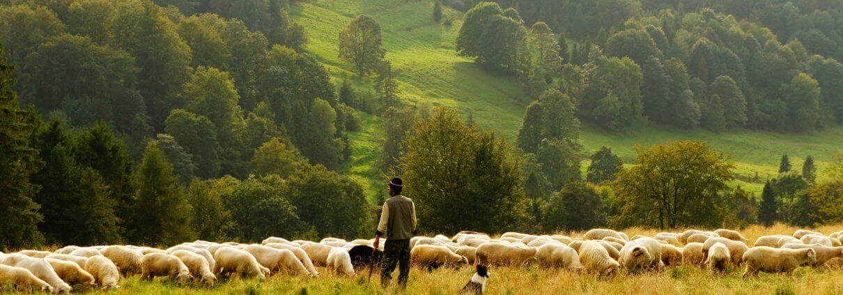 Sheep farmer