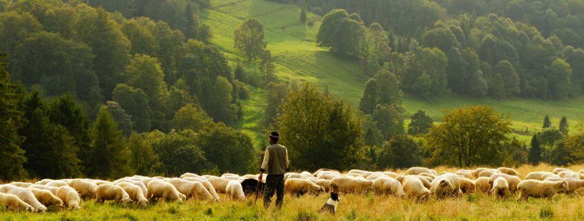 Sheep farmer