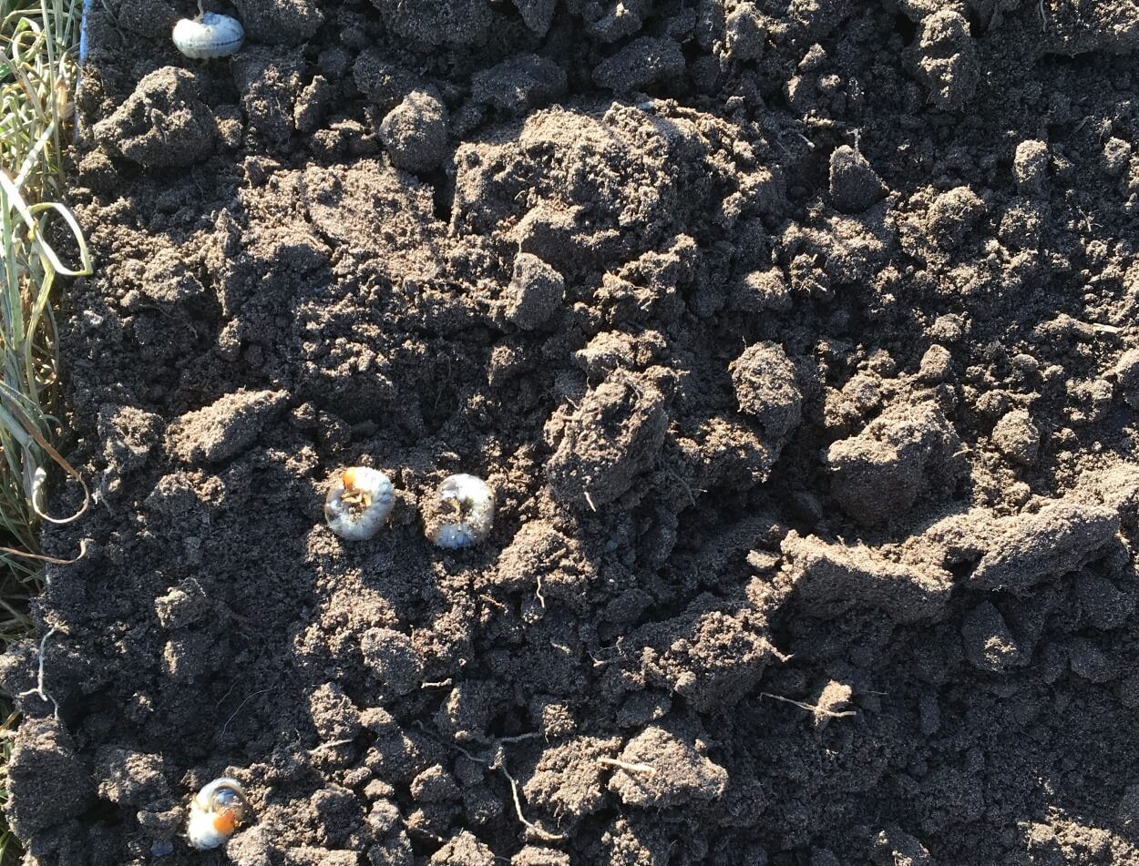 Black maize beetle larvae in soil clod