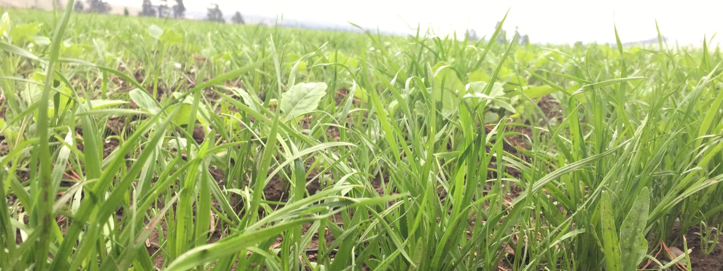 Pasture soil