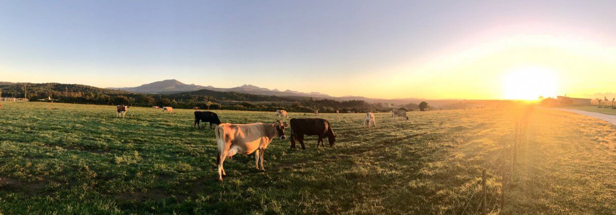 Cows, pasture and sunlight