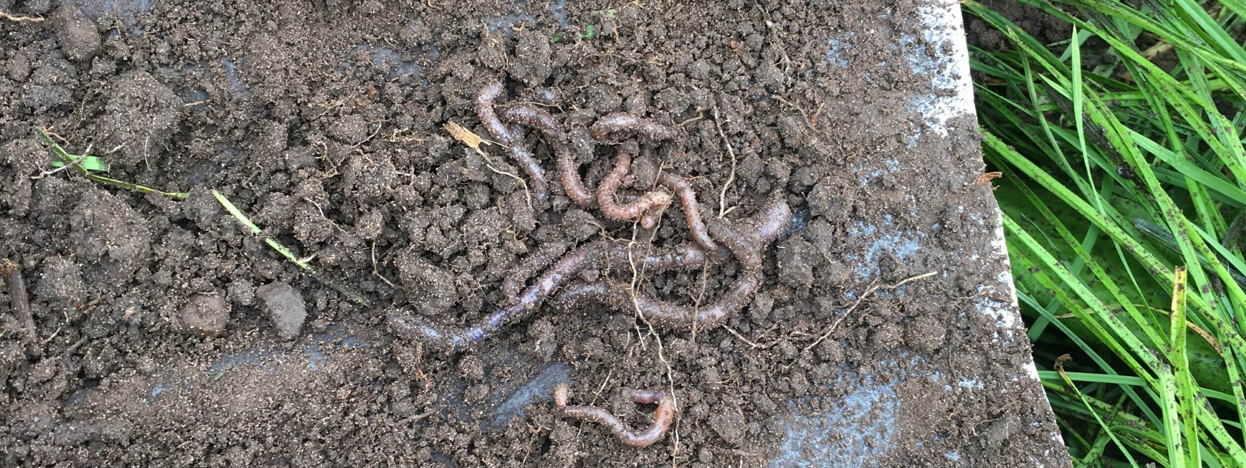 Earthworms