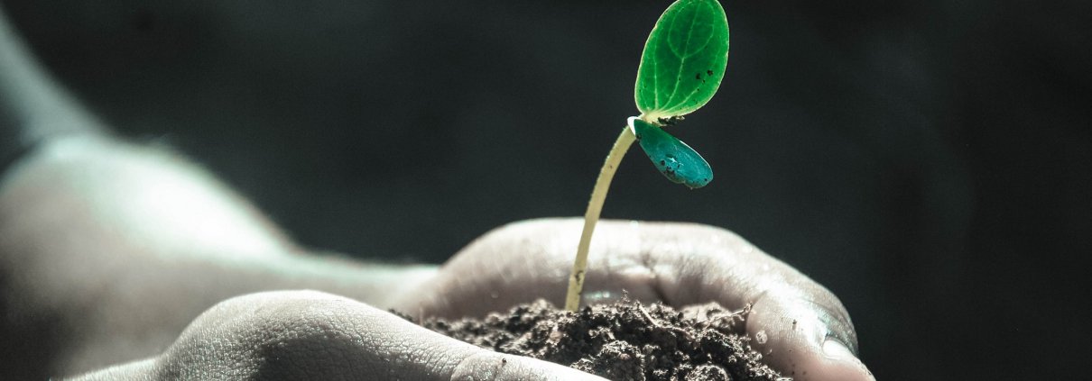 Hands plant soil