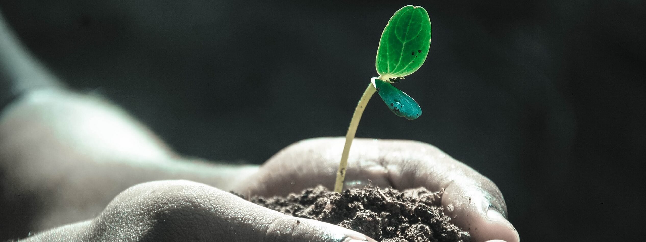 Hands plant soil