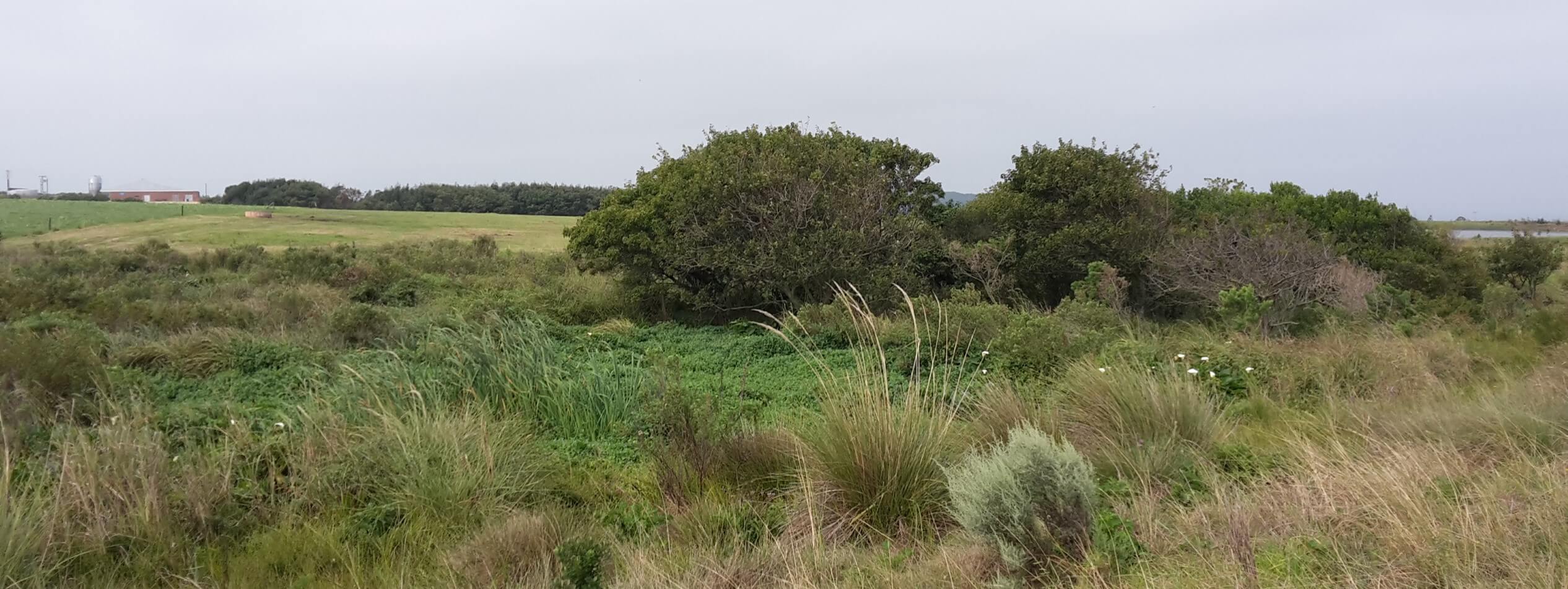 Wetland