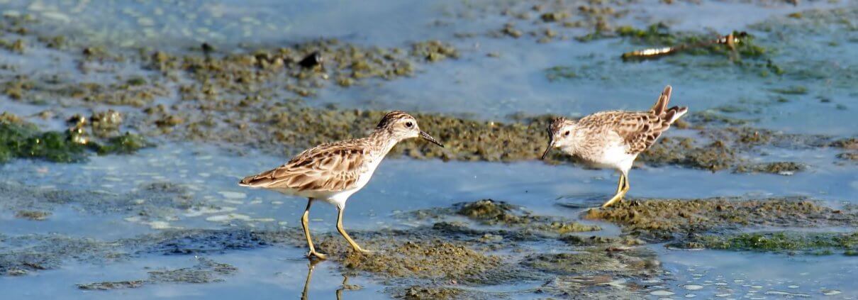 Birds in Wetland