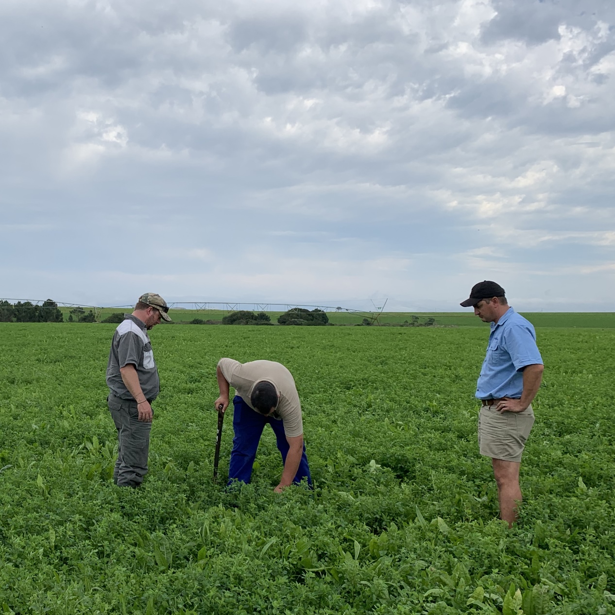 Farmers examining pastures