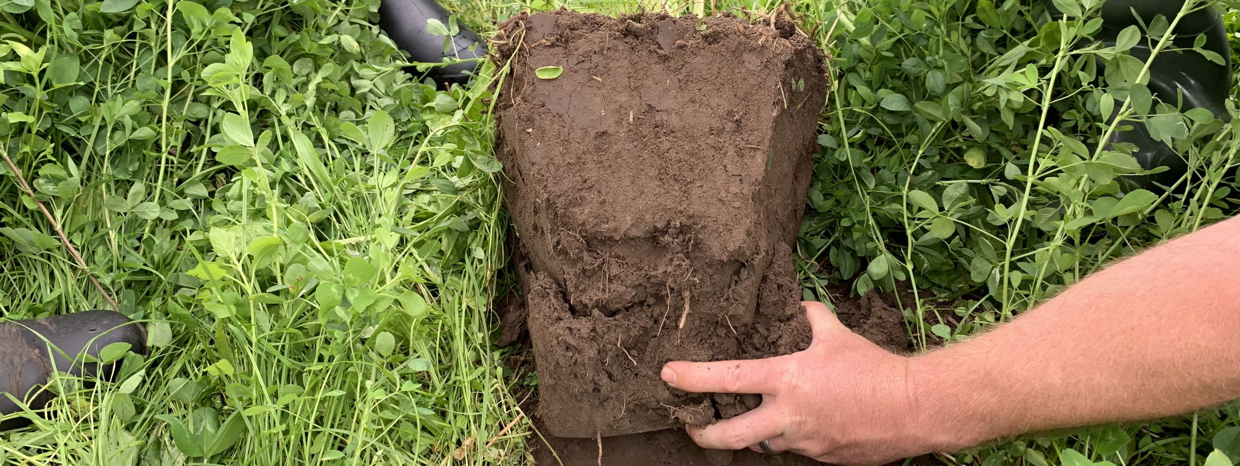 Hand with soil