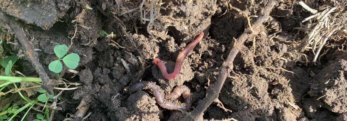 Earthworms in soil