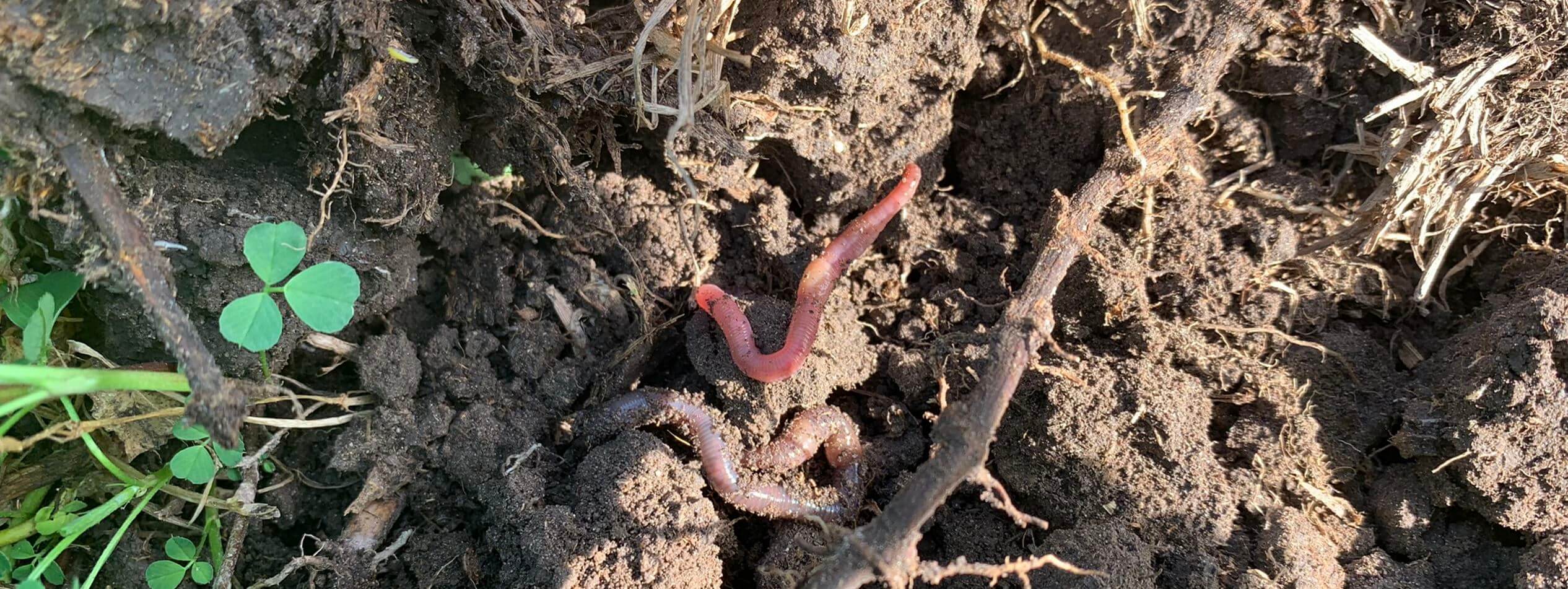 Earthworms in soil