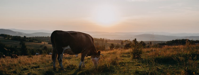 Cow grazing