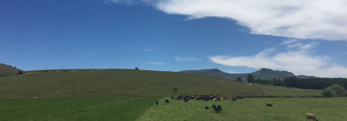 Cattle grazing