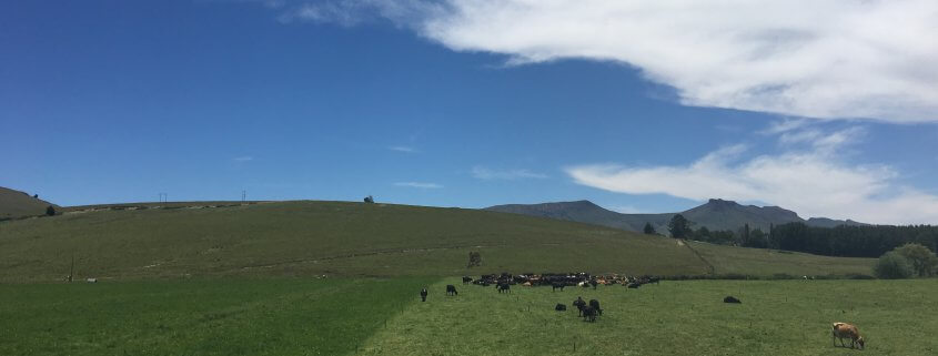 Cattle grazing