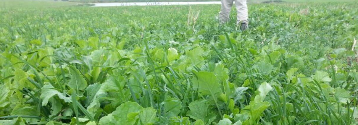 Cover crop