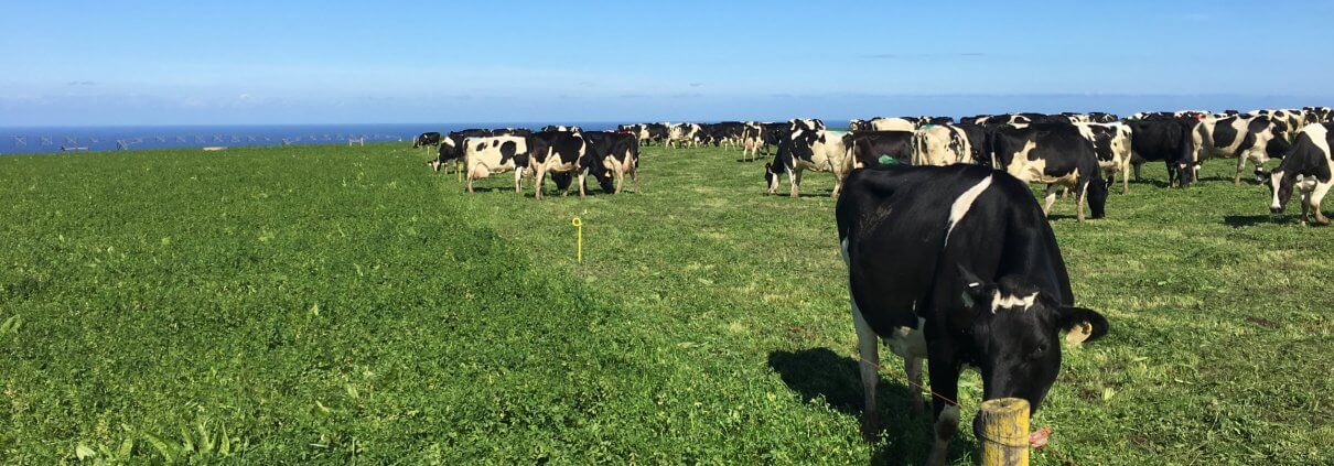 Cows grazing lucerne pastures