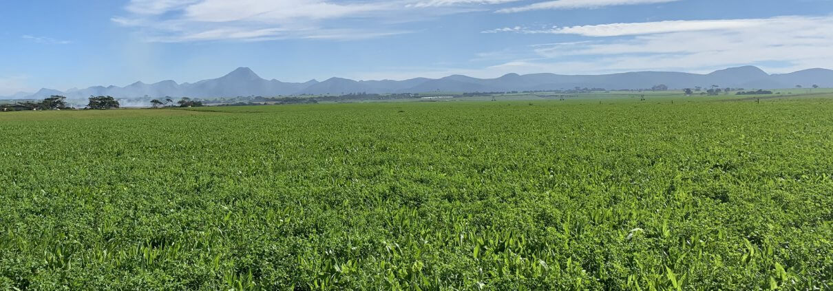 Farm cover - multi-species pastures