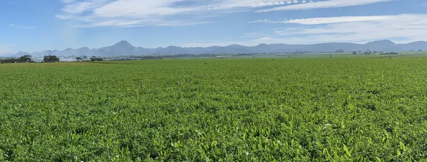 Farm cover - multi-species pastures